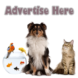 Advertise Here