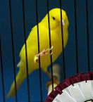 Greencolander Canary