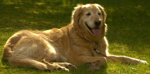 Golden Retriever photo by skycaptaintwo