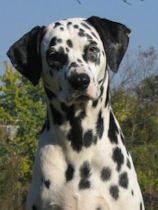 dalmation