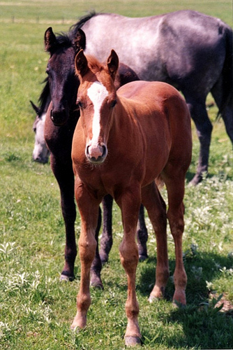 Quarter Horses