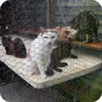 Custom image