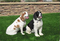 artificial grass for dogs
