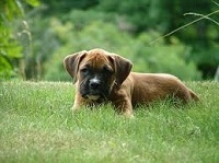 Boxer puppy