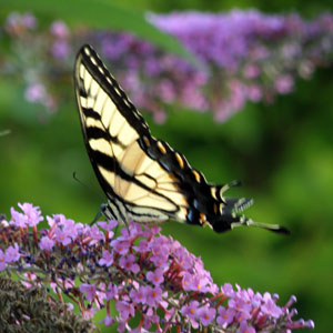 butterfly bush