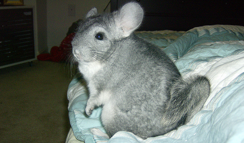 chinchilla
