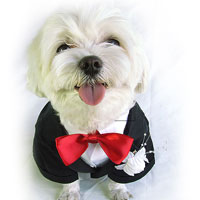 Christina Cline Doggie Tuxedo