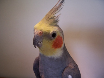 Custom image