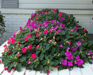 impatiens