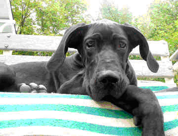 Hurricane Katrina Great Dane Puppy