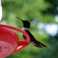 perched hummingbird male