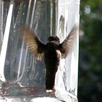 hummingbird wings