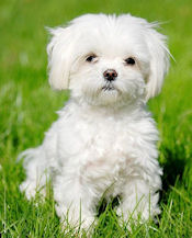 healthy dog animed direct