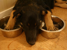 hotdog water