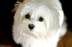 cute maltese dog