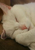 to declaw or not