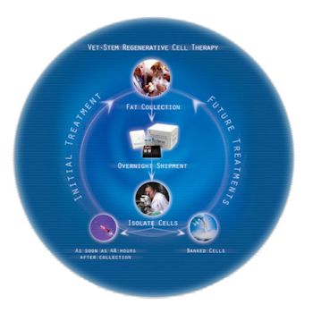 diagram of vet-stem process