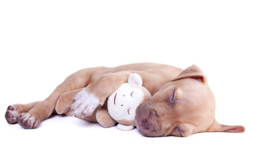 sleeping dog