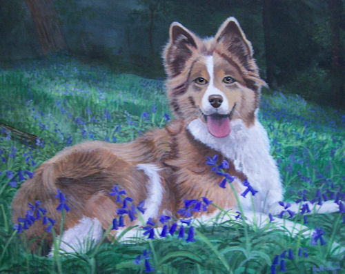 Collie Bluebell Pet Portrait