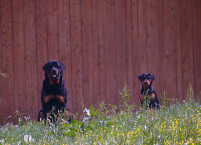 country rottweilers