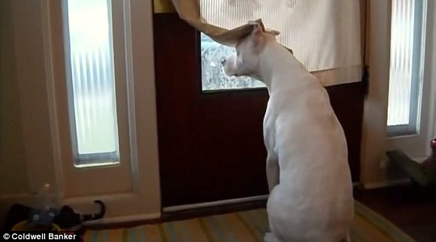 dog waiting at the window