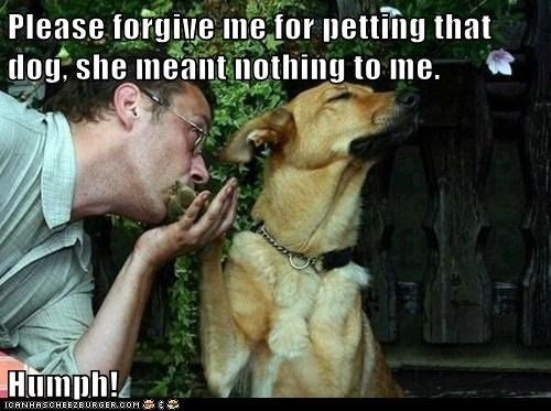 grown man apologizing to a dog