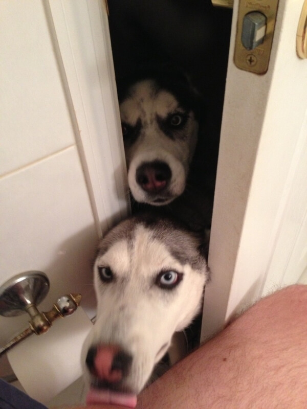 dogs looking into bathroom door