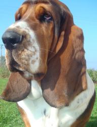 bassett hound picture