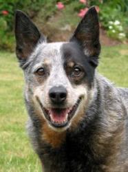 australian cattle dog