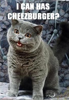 big fat cheezburger cat