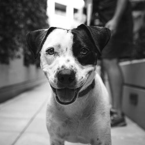 adorable, happy dog and owner