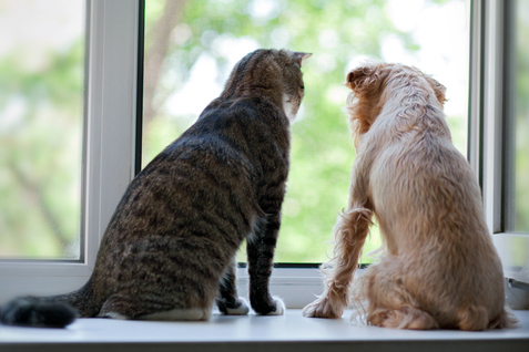 same cat and dog on the windowsill looking out the window