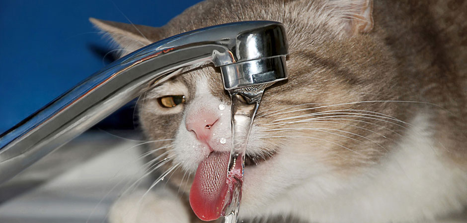 cat licking water coming from a sink faucet