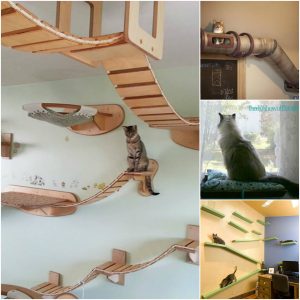 collage of cat home customization examples