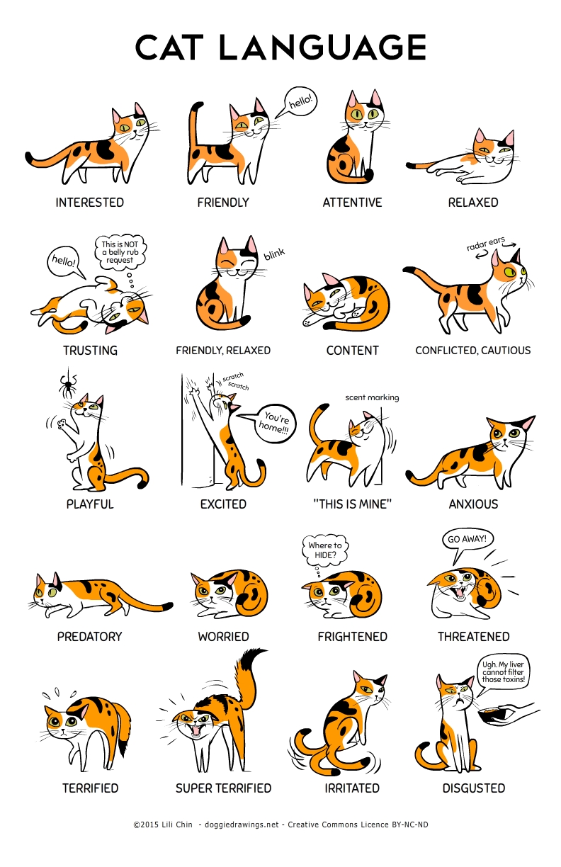 cat language poster by Lili Chin