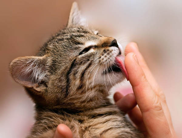 cat licking a human finger