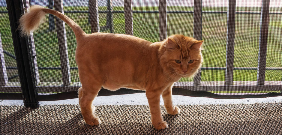 long-haired, orange cat with a lion cut groom