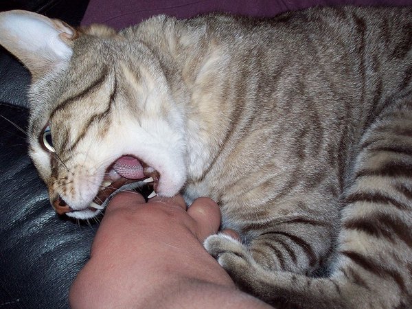 cat giving a love bite