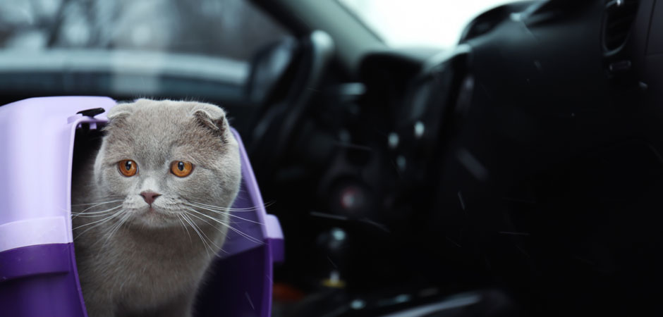 cat and a pet carrier inside a car