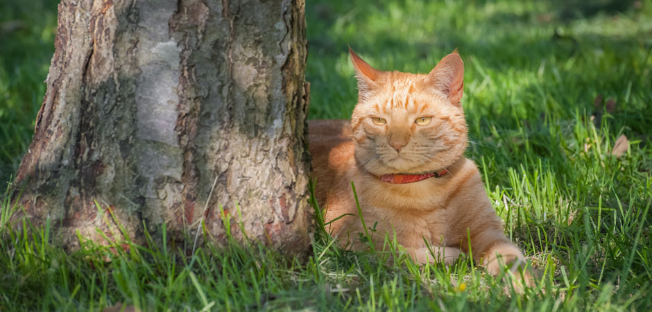 cat lounging under a shade tree in summer