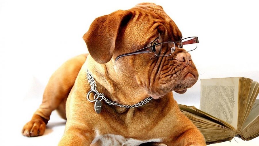 convince-boss-office-pet-studious