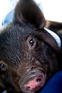 cute little pot bellied pig lying on a pillow with a blue ribbon around its neck