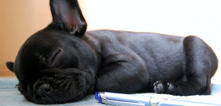 little black dog sleeping