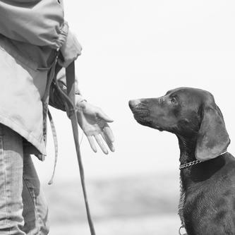 dog trainer working with a dog