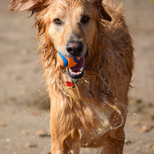 playing fetch with a dog on the beach