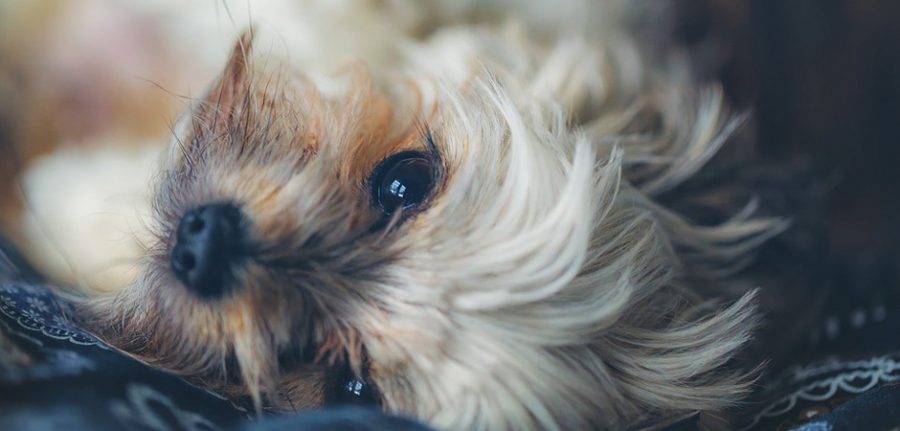 fluffy little tan dog