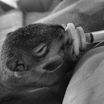 person feeding a baby squirrel 