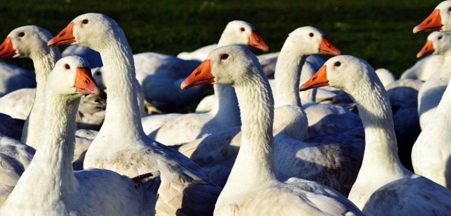 a group of white geese