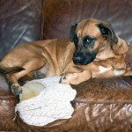 dog laying on chewed up leather sofa