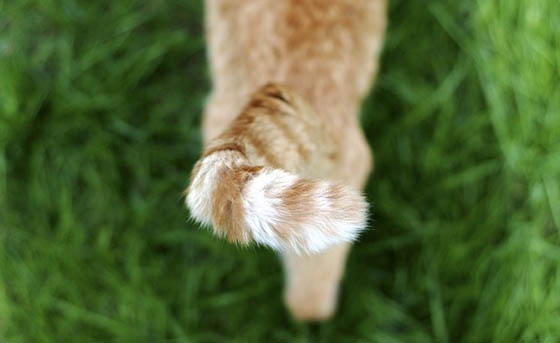cat tail with a happy tip